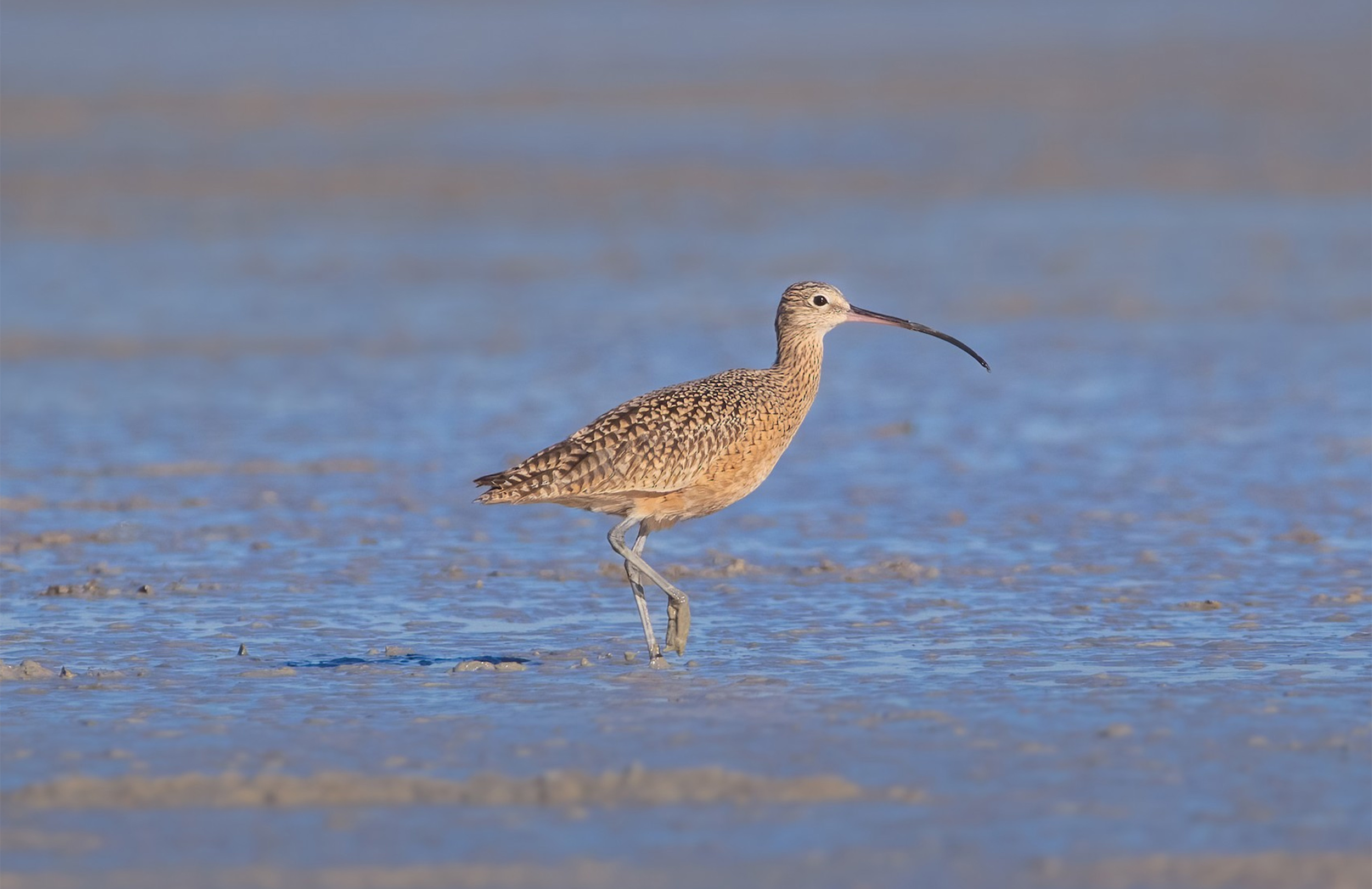 Long-billed Curlew