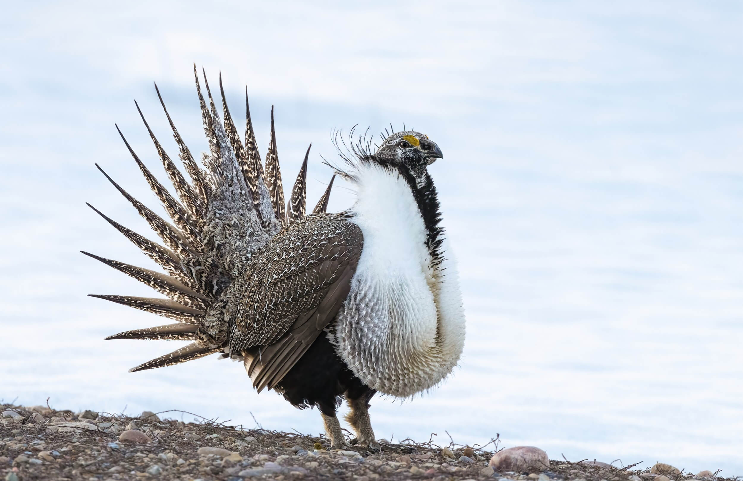 Greater Sage-Grouse