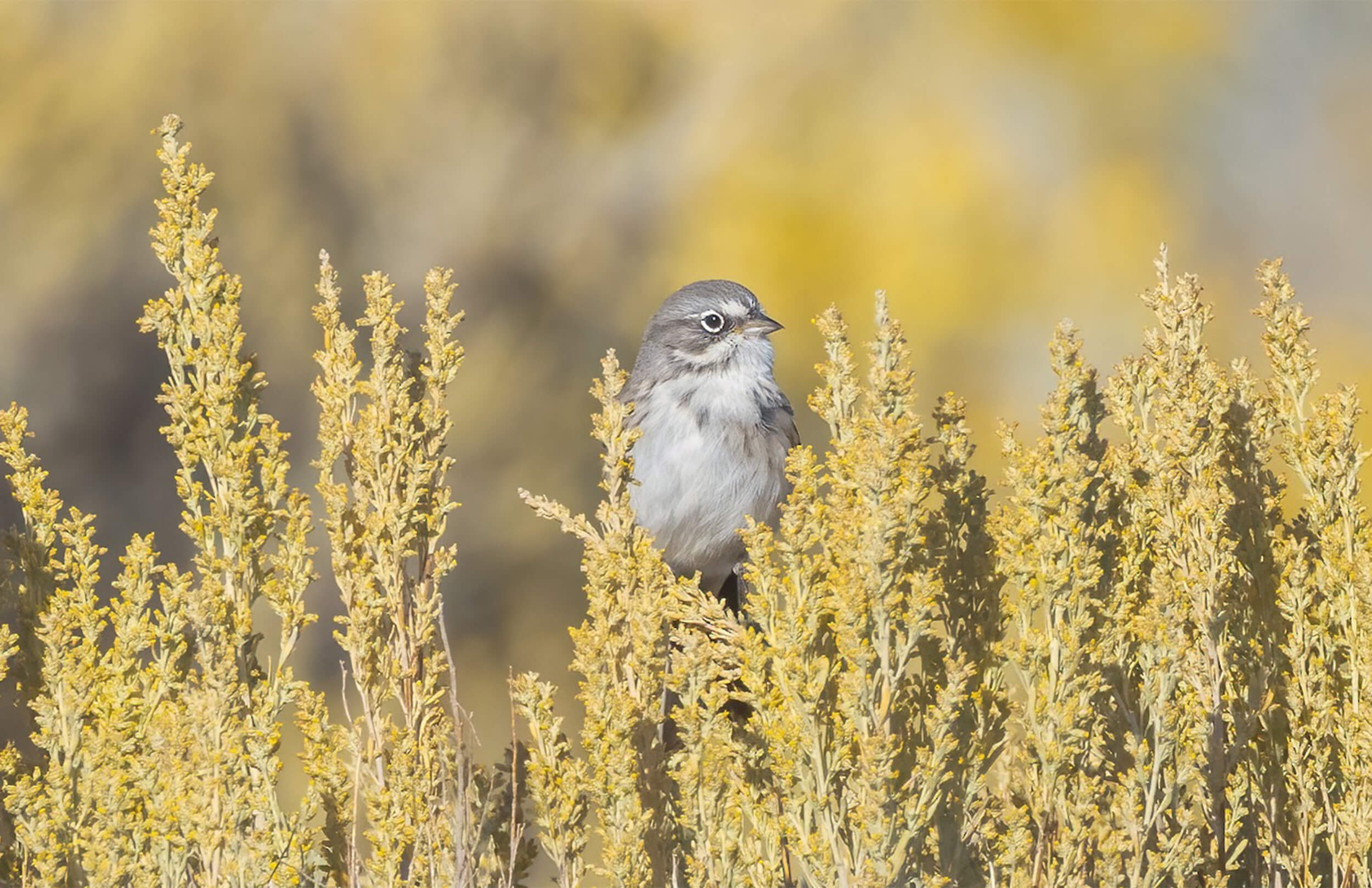 Sagebrush Sparrow