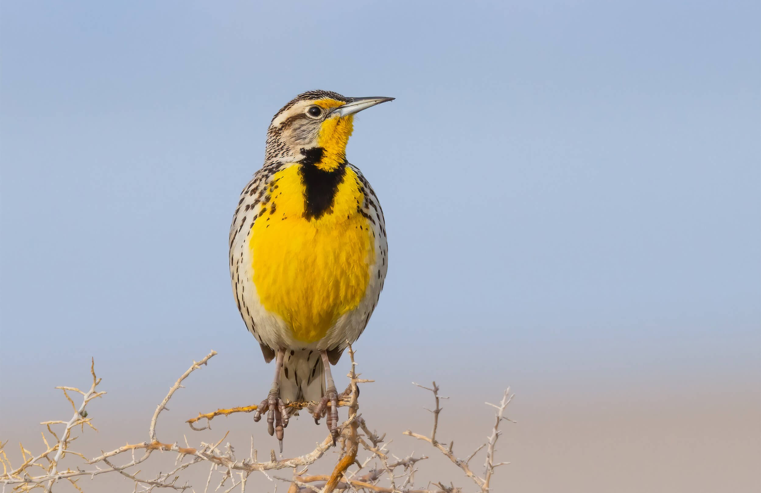 Western Meadowlark