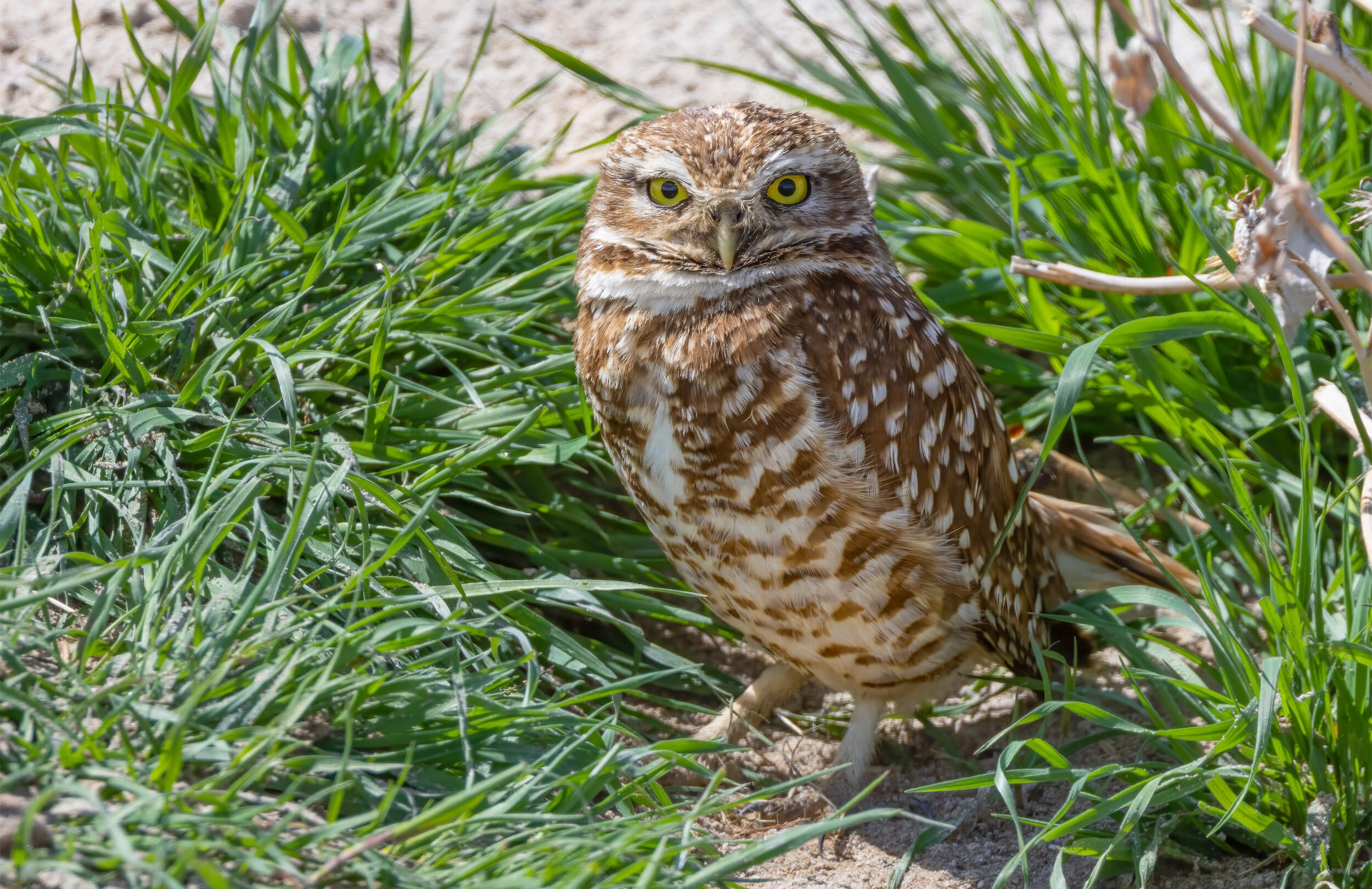 Burrowing Owl
