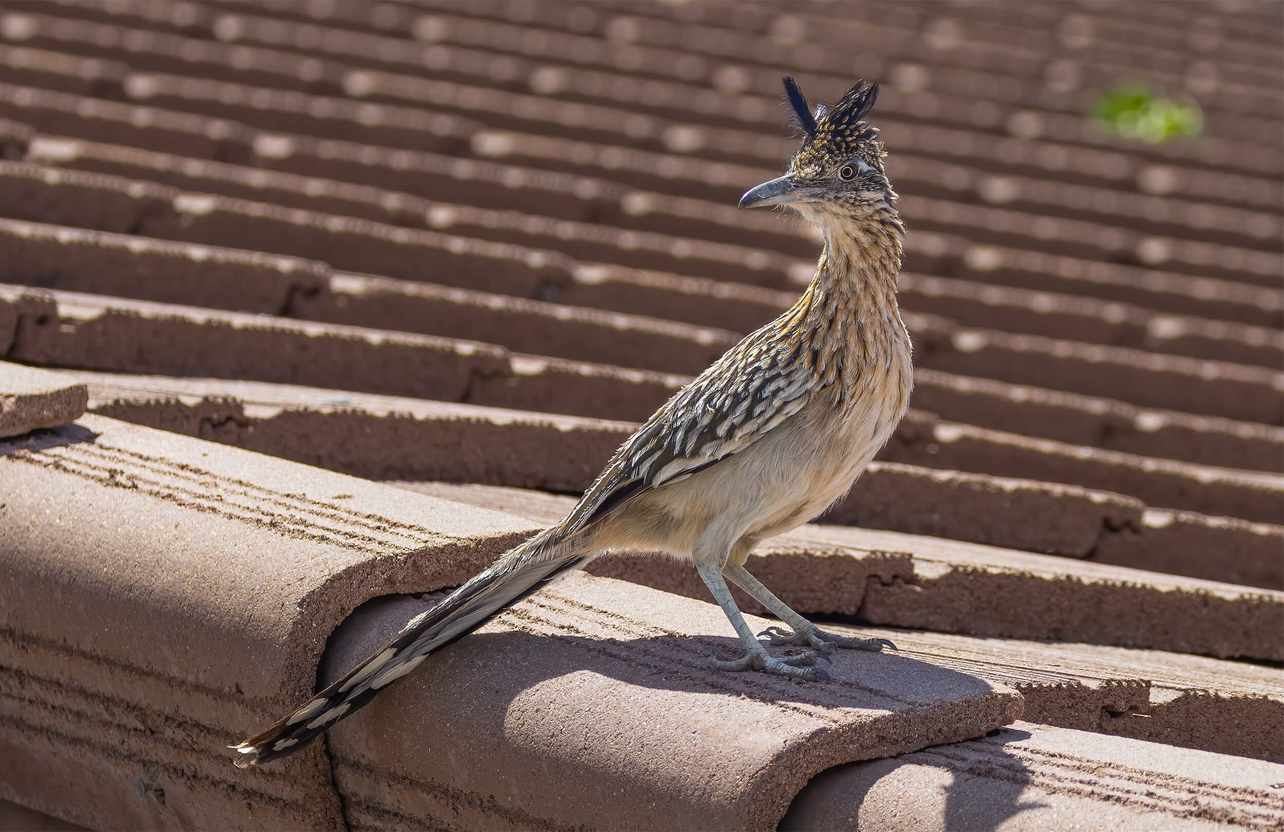 Greater Roadrunner