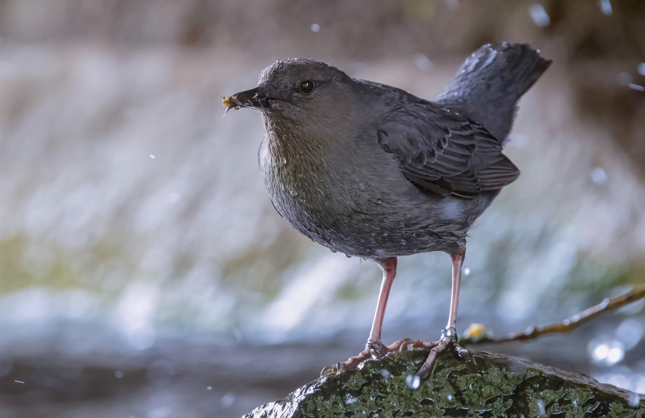 American Dipper