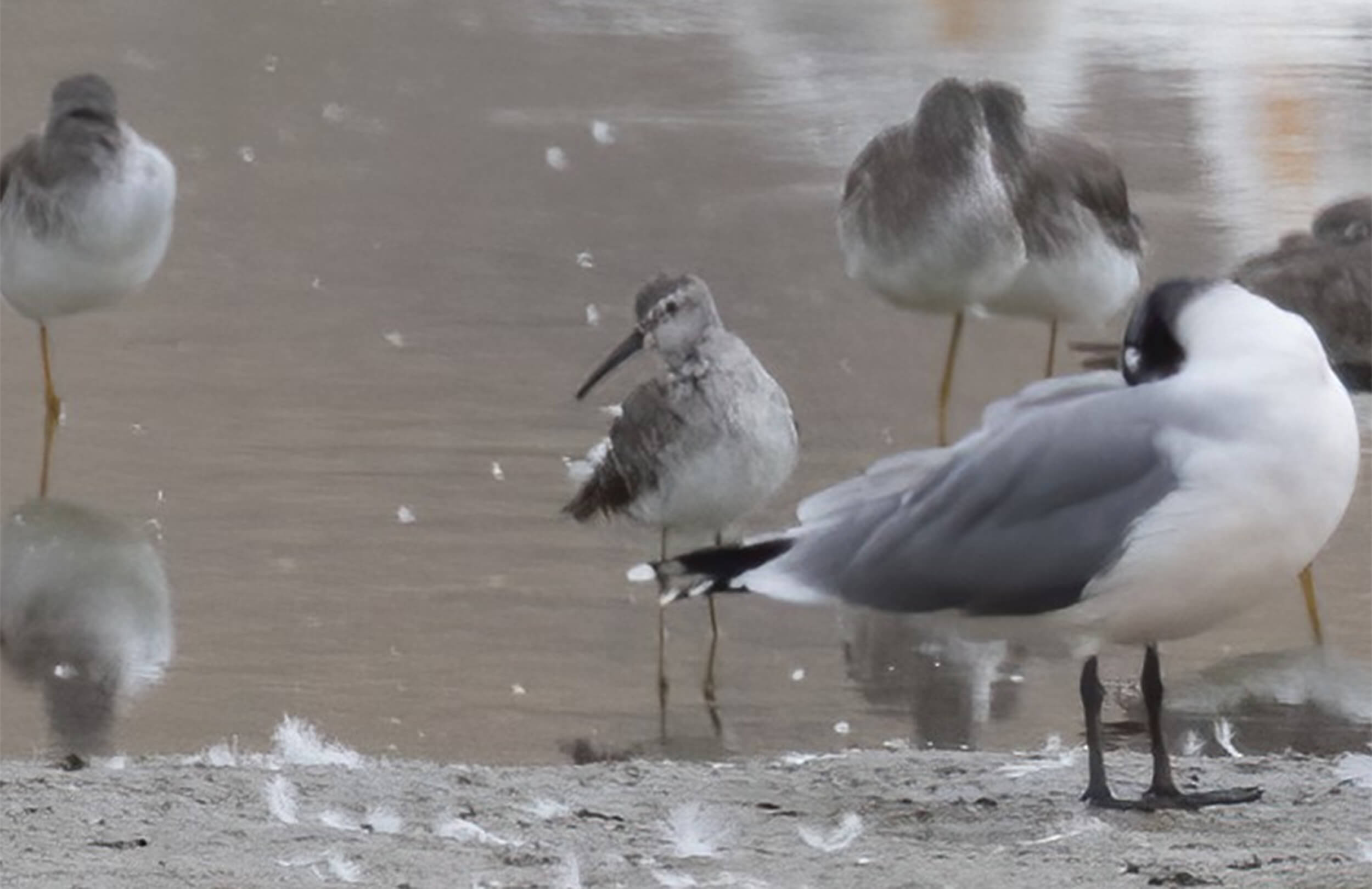 Stilt Sandpiper