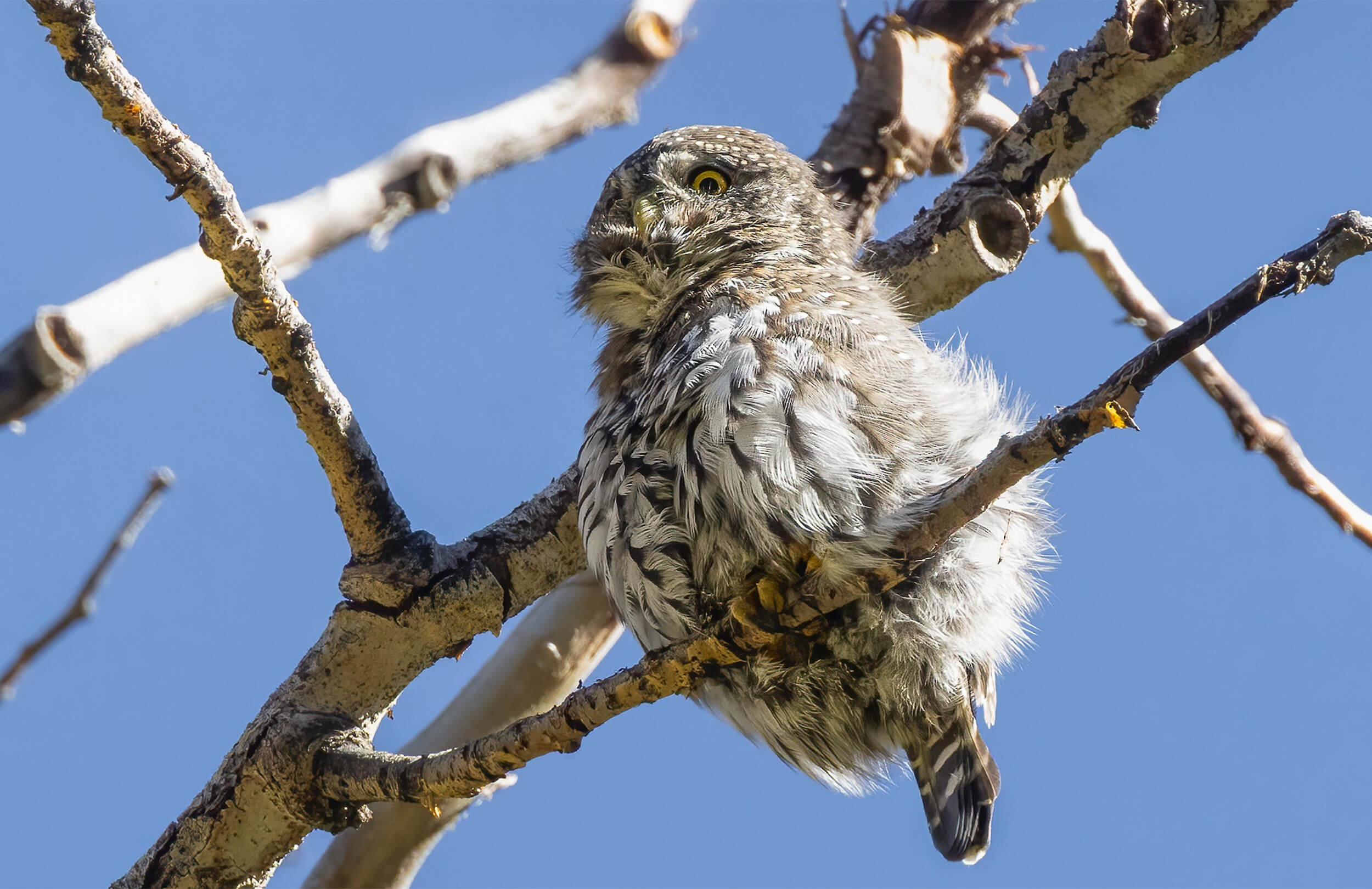Northern Pygmy-Owl